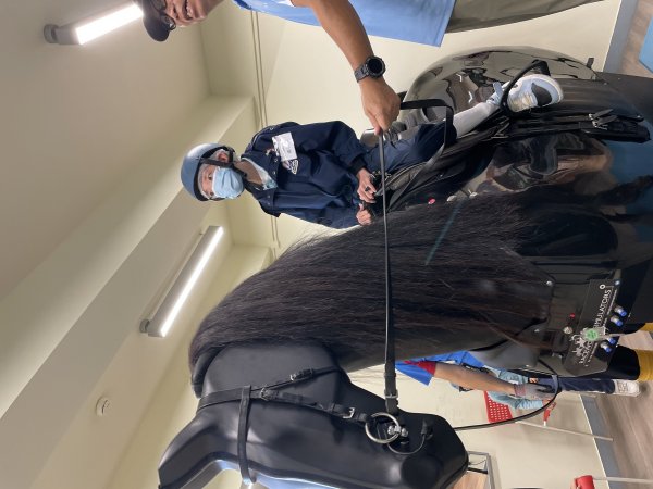 騎馬